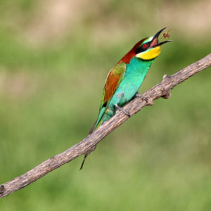 Isola della Cona; Венецианская лагуна; остров Кона; Фриули-Венеция-Джулия; Италия; Friuli Venezia Giulia